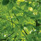 Foilage back ground