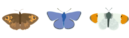 Illustrated butterfly lineup