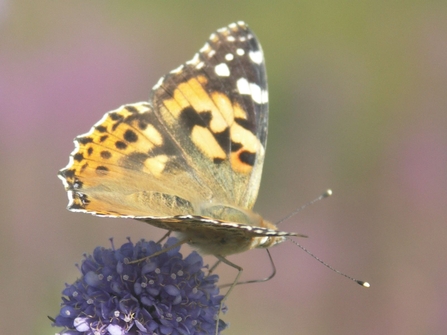 Butterfly Painted lady