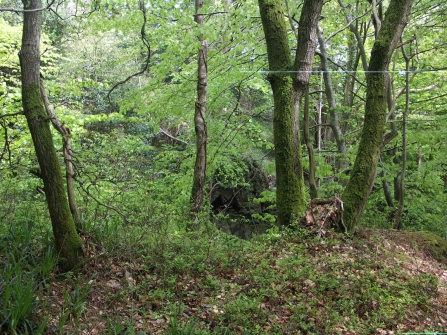 Coppiced Oak Groudle