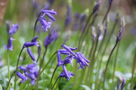 Bluebells