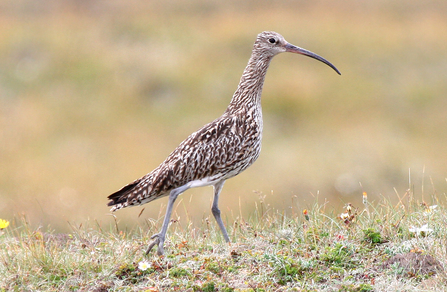 Curlew at Ballaghennie