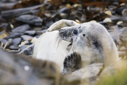 Grey seals