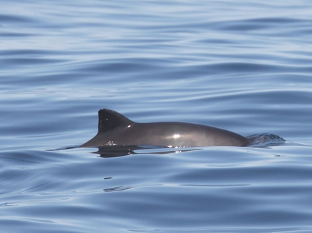 Harbour porpoise