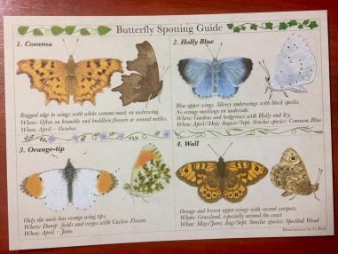 Butterfly spotting guide