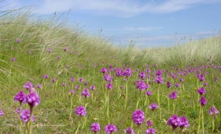 Cronk y Bing orchids