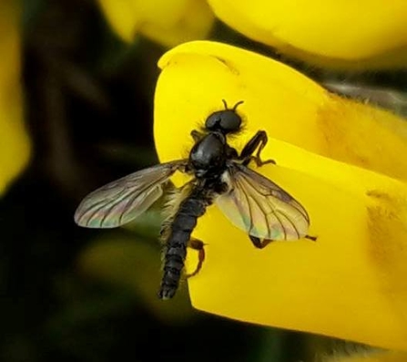 Robber fly