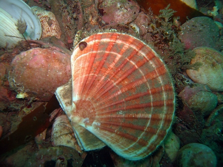 King scallop