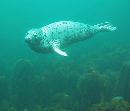 Seal underwater