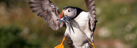 Puffin