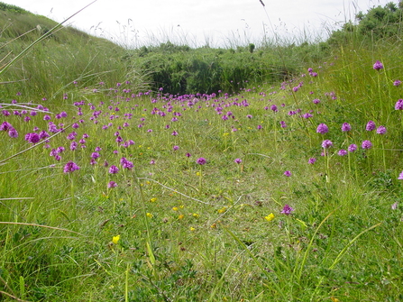 Pyramidal orchids at Cronk y Bing