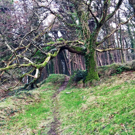 Hairpin Woodlands