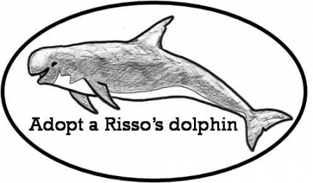 Adopt a dolphin logo