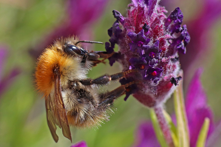 Common carder bee