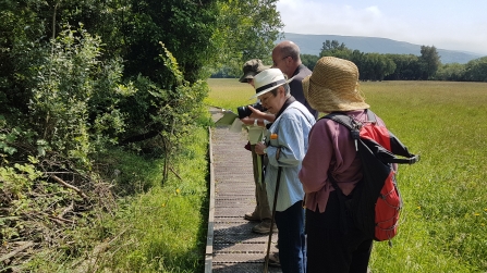 Butterfly transect