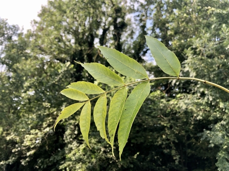 Ash tree leaf