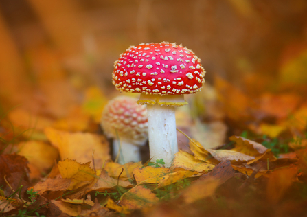 fly agaric