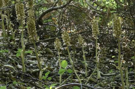 Birds nest orchid