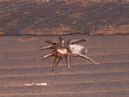 Cellar spider  The Wildlife Trusts
