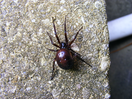 Noble False widow