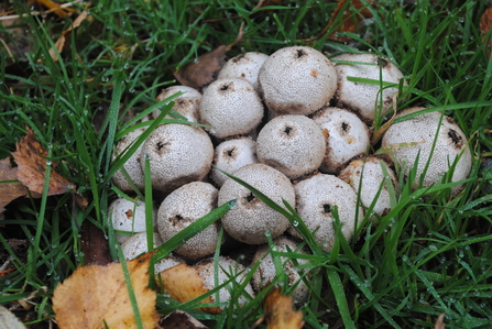 puffballs