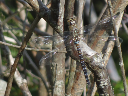 Migrant Hawker 