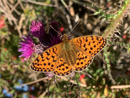 Dark Green Fritillary