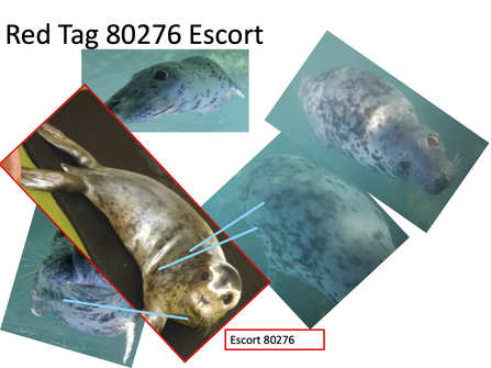 Escort pattern match (seal)