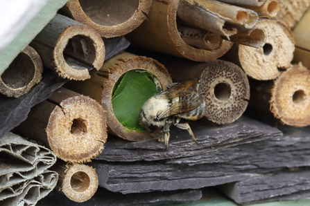 Bee hotel