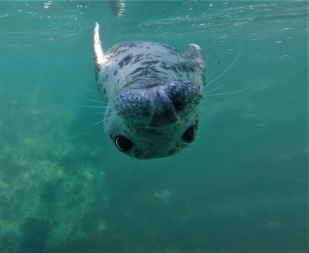 Escort (seal)