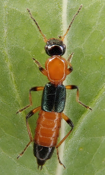 rove beetle, Paederus riparius 