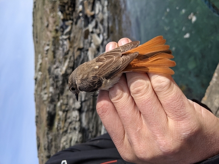 Common Redstart