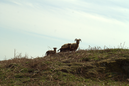 Loaghtan ewe with lambs