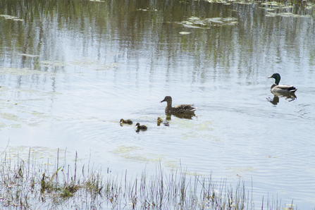 Mallard on the Millpond with ducklings