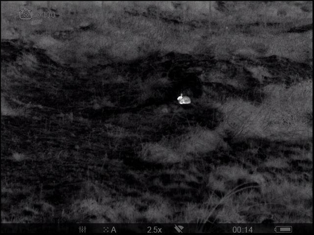 Rabbit on the thermal imaging camera