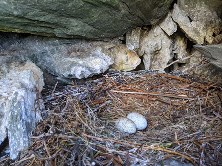 Shag nest with eggs