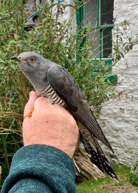 Cuckoo on the Calf