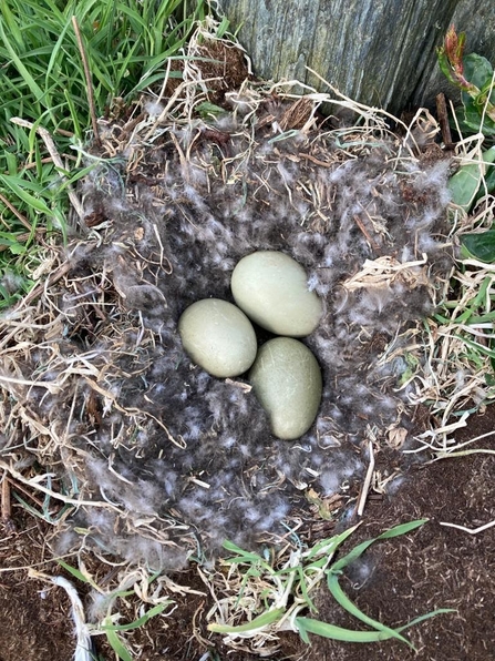 Eider nest