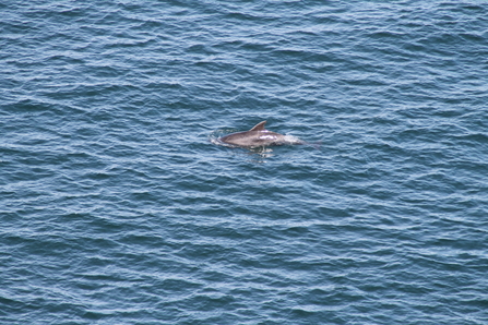 Bottlenose dolphin