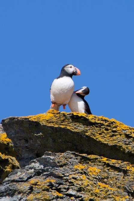 Calf real puffin