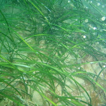Seagrass