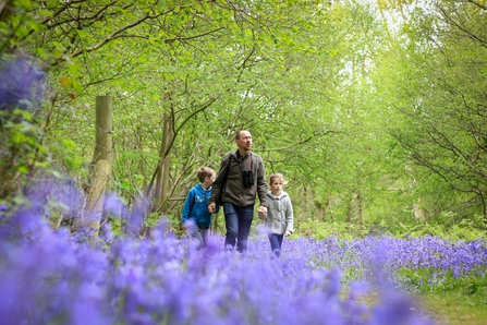 Bluebell family woodland