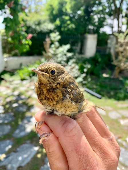 Robin fledgling