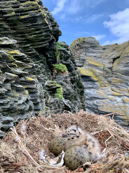 heerring gull chick