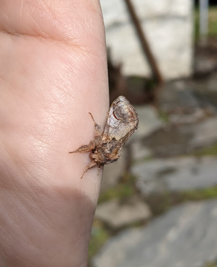 Pebble prominent moth