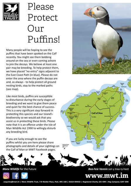 puffin flyer