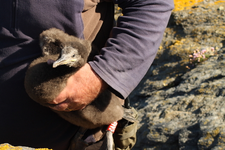 Shag chick