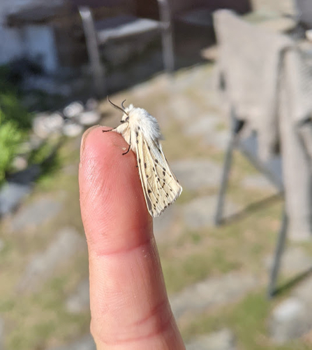 White ermine moth