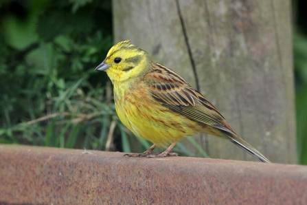 Yellowhammer