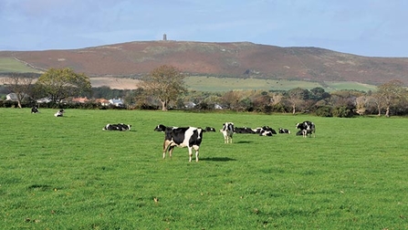 Dairy cows